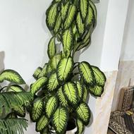 گل بزرگ برای بنگاه