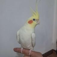 سالم وسرحال