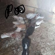 کبوتر پرشی زیر قیمت.