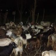 بز داشتی (گوسفند)