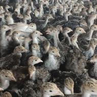 جوجه بوقلمون برنز یک ماهه