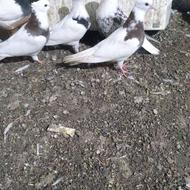 یه جفت جوجه طوقی 600 یدونه نر 600