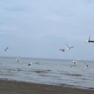 رهن آپارتمان ساحلی قطعه اول دریا