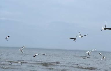 رهن آپارتمان ساحلی قطعه اول دریا