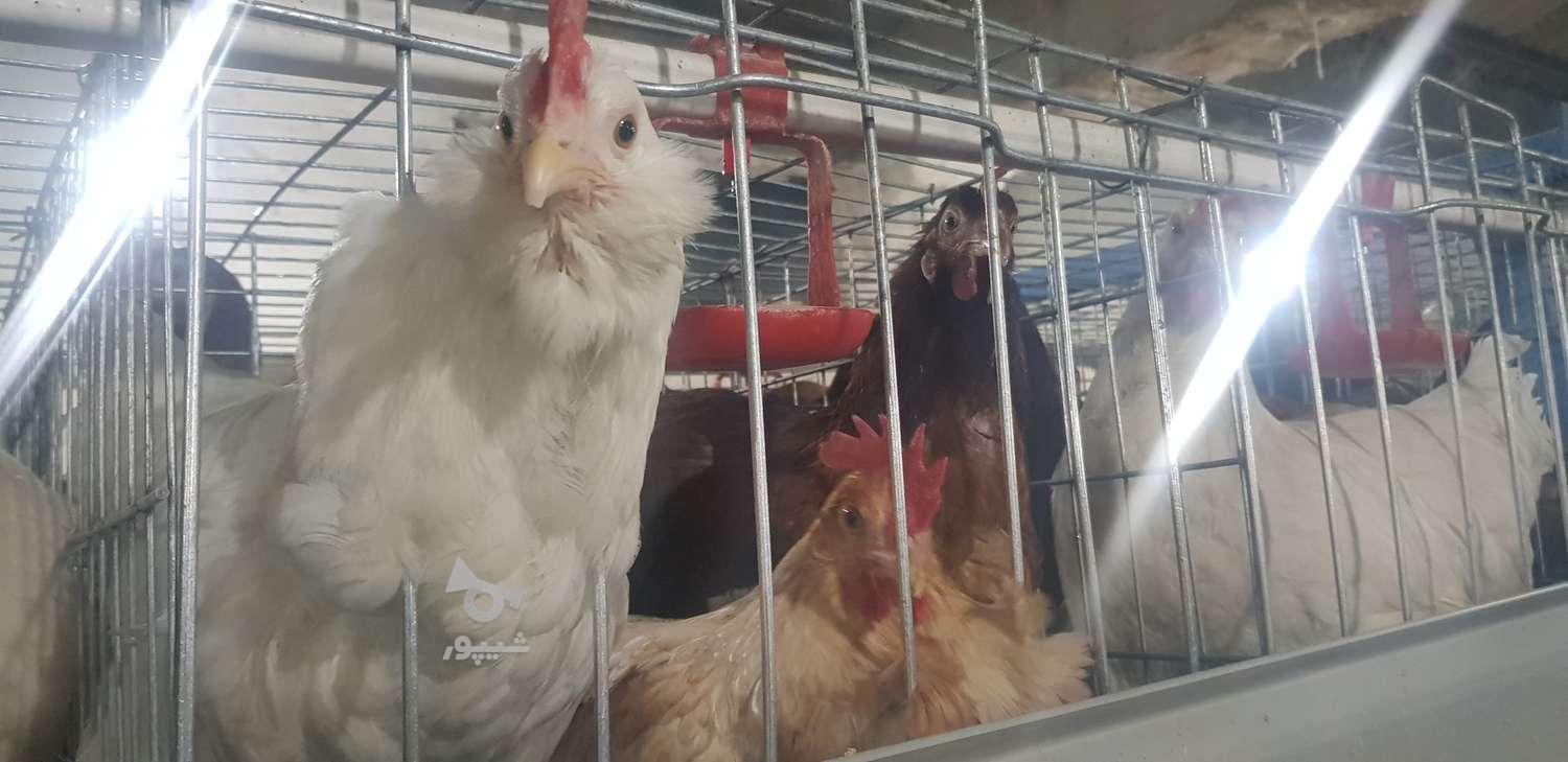 کارگر مرغداری - undefined