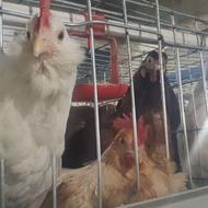 کارگر مرغداری