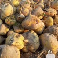 فروش چغندرشلغم دامی