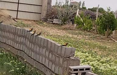 دامداری با تغییرکاربری