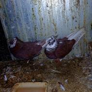 کبوتر ساعت بالا