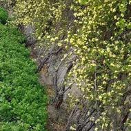 رسیدگی به باغ و باغچه حرفه ای. هرس اصولی. تمام تهران.