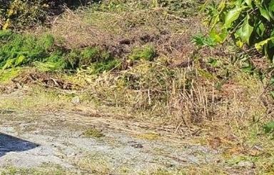 280متر زمین در امیر اباد چمستان