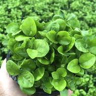 سبزه نارنج سایز12