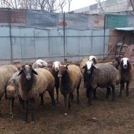 فروش قوچ گلهای شهرری