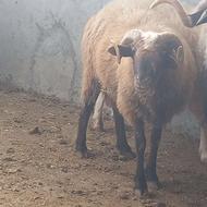 گوسفند نر تخمی قیمت توافقی