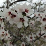 حسابداری دور کاری