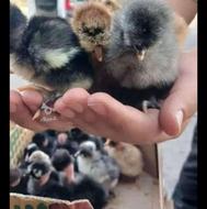 جوجه محلی گلپایگان یکروزه،چهار،هشت،دوازده روزه(دورگه)