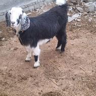 بزغاله ماده