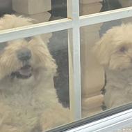 واگذاری دوعدد سگ شیتزو کراس نر و ماده