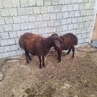 شیشک ماده بابره نر