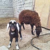 شیشک ماده بابره نر