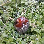 معاوضه یا فروش∆ انگشترعقیق م∆کل∆دار قدمت∆ دار∆ با موتورسیکلت