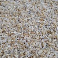 پودر جوانه گندم طبیعی وتازه