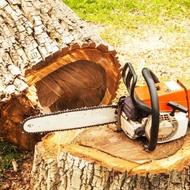 قطع و خرید درختان باغی و غیر باغی و مرکبات