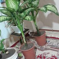 دیفن باخیای سرحال شاد