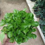 سبزه نارنج گلدان 12