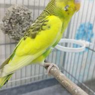 مرغ عشق ماده