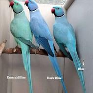 ملنگو وشاه طوطی خریدارم