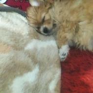 دو عدد پامرین روباهی