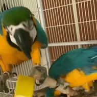 طوطی آرا وکاکادو خریدارم