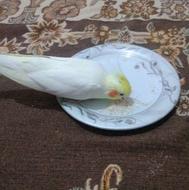 عروس هلندی به نام چیکا ماده دستی تخم گذار