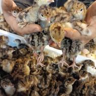 جوجه بوقلمون برنز انگلیس سینه پهن سنگین وزن