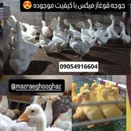 جوجه قوغاز میکس باکیفیت و درجه یک