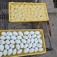 خریدار همیشه‌گی تخم نطفه دار غاز هستم