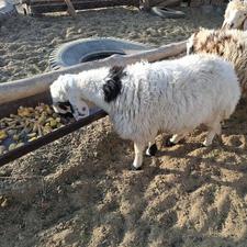 بره سبک سنگین فروشی