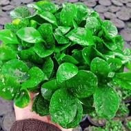 سبزه عید قیمت 45تومان فقط