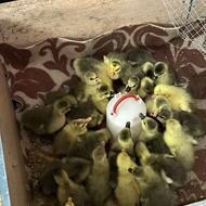 بچه غاز یه هفته ای