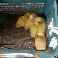 فروش جوجه اردک خارجی سفید