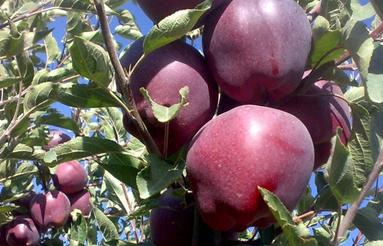 باغ سیب فرانسه