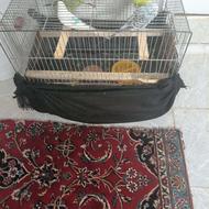 مرغ عشق خوش آواز