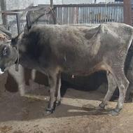 فروش گاو کشتاری