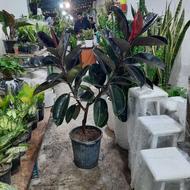 تعویض کتاب و کاغذ با گل