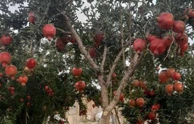 فروش مرغداری  زمین 20000م زاویه چاه آب کد5752