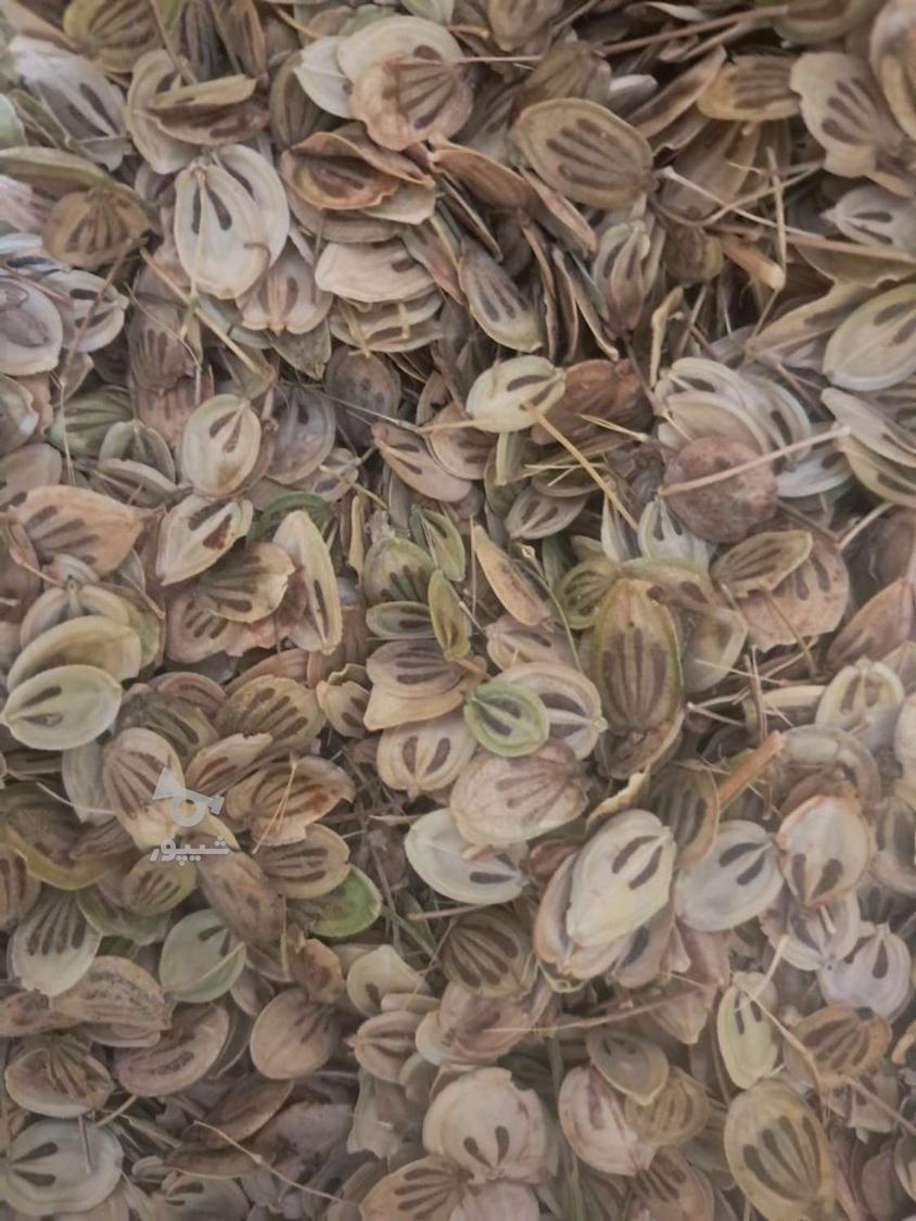 گلپر درجه یک