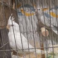 عروس هلندی البینو ایزابلا نروماده