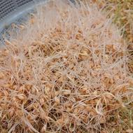 فروش عمده سمنو