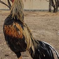 خروس لاری سندی پاکستان اصیل